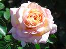 HORumba rose photo