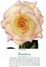 Remembrance rose photo