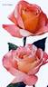 Hedda Hopper rose photo