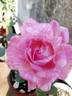 Supriya rose photo