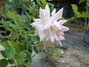 Bas-Armagnac rose photo