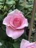 Pretty Woman ® rose photo