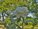 Prinzessin Hildegard von Bayern rose photo