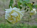 Prinzessin Hildegard von Bayern rose photo