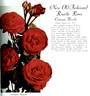 Crimson Rosette rose photo