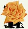 Gold Rush rose photo
