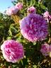 Jean Bodin rose photo