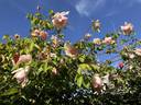 Belle Portugaise rose photo