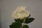 Akito rose photo