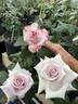 Silver Bells rose photo