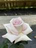 Silver Bells rose photo