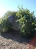 Karl Foerster rose photo