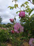 Morning Blush ™ rose photo