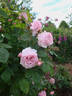 Mike's Old-Fashioned Pink rose photo