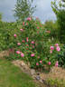 Heilige Elisabeth rose photo
