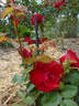 Tschernowa Ukraijna rose photo