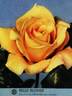 Belle Blonde rose photo