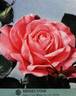 Rendez-vous rose photo