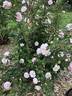 R. spinosissima andrewsii rose photo