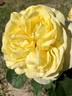 Larger Than Life rose photo