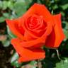 Prominent ® rose photo