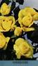 Goldilocks rose photo