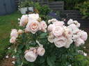 A Moment in Time rose photo