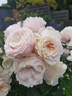 A Moment in Time rose photo