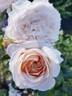 A Moment in Time rose photo