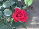 Jazz Fest rose photo