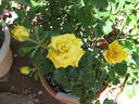 Eternal Hope rose photo