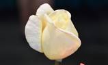 Golden Dawn rose photo