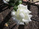 Elizabeth Arden rose photo