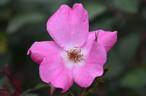 Betty Prior rose photo