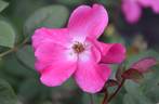 Betty Prior rose photo