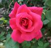 Général Berthelot rose photo