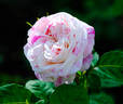 Wonderstripe ™ rose photo