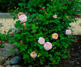 Wonderstripe ™ rose photo