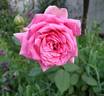 Editor McFarland rose photo