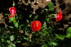 Bud Meyers rose photo