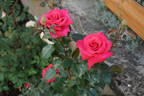 Hot Lady rose photo