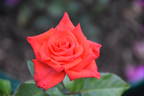 Calibra ® rose photo