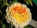 Caramel Antike Freelander ® rose photo