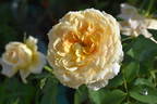 Caramel Antike Freelander ® rose photo
