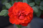 Cathedral City rose photo
