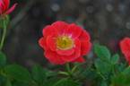 Bud Meyers rose photo