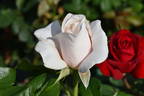 Charmant Freelander rose photo