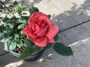El Cid rose photo