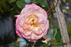 Cherry-Vanilla rose photo