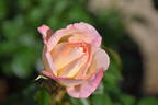 Cherry-Vanilla rose photo